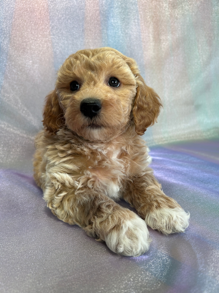 Female Bichon Poodle Puppy for Sale DOB 9-2-2024 $950